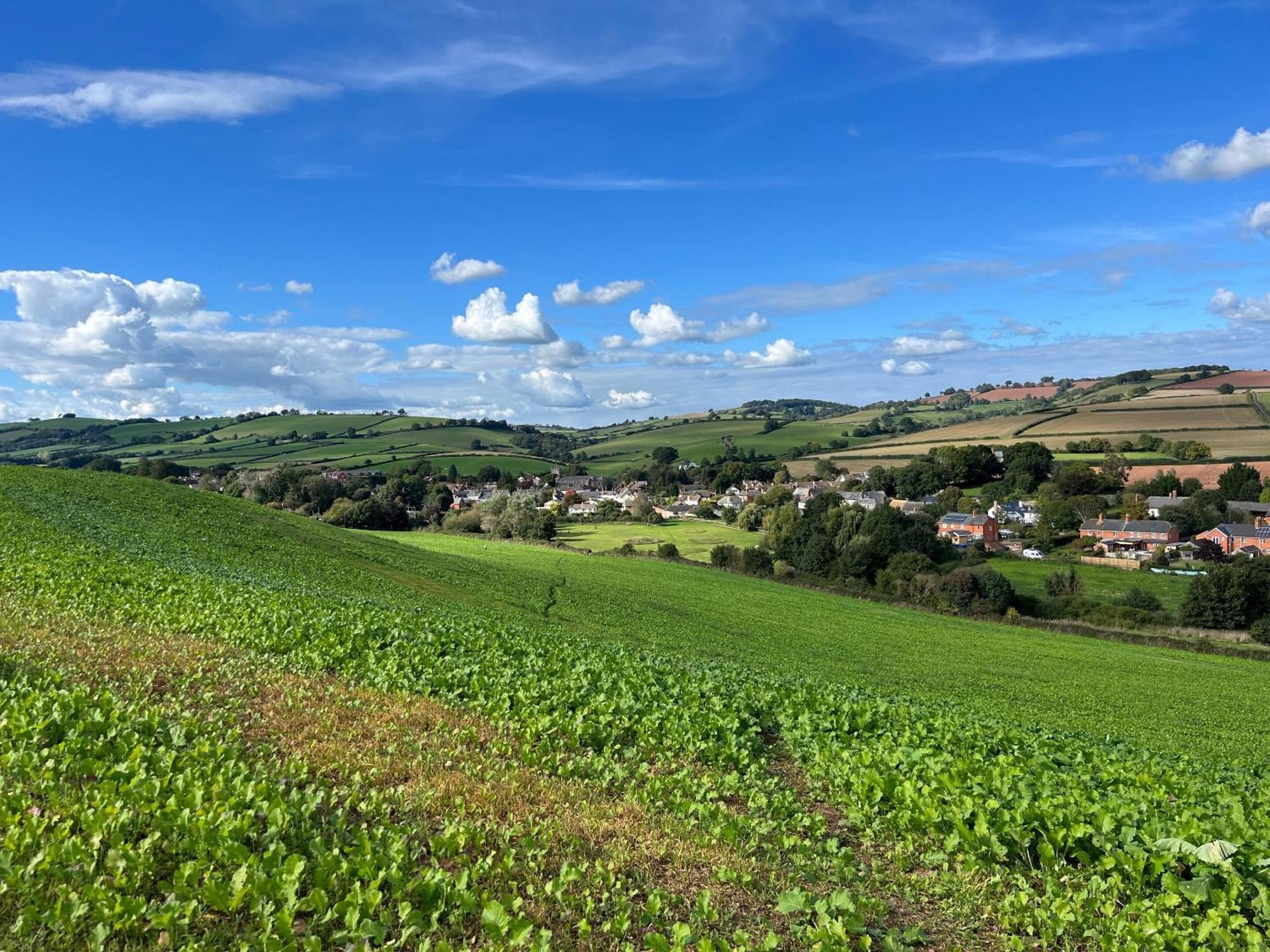 Thorverton Arms Oda fotoğraf